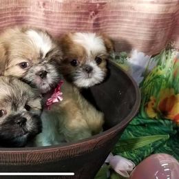 Shih Tzu All Grown Up from Hjo’s Pupdates