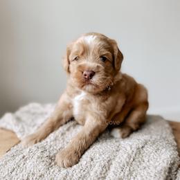 Stewardess - Yachties - Caramel female Australian Labradoodle puppy in Syracuse, Indiana from The Doodle Cove