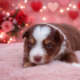Clifford-1400 - Red tri-color male Australian Shepherd puppy in Star City, Arkansas from Blush & Lace Aussie Co.
