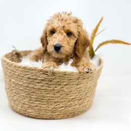 VALOR - Apricot male Goldendoodle puppy in Davison, Michigan from Dreaming Doodles