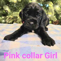 Pink girl - Black and white female Cockapoo puppy in Dayton, Ohio from There's no place like home spaniels