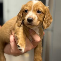Dark cream - Blaze - Cream male Dachshund puppy in Nashville, Arkansas from Whisenhunt Farms