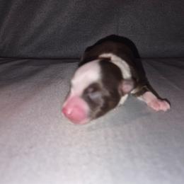 Boy 1 - Red tri male Toy Australian Shepherd puppy in Humansville, Missouri from Tater Tot aussies