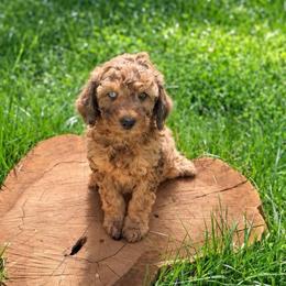 Lion - Merle female Goldendoodle puppy in Pollock Pines, California from Penny Lane’s Doodles