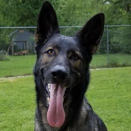 German Shepherds from Spodnick's K-9