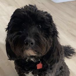 Tedi - Bernedoodle