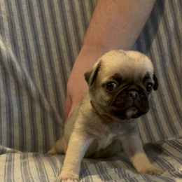 Rainbow boy - Fawn male Pug puppy in Elma, Washington from Kismet Kennels, Exclusively Pugs