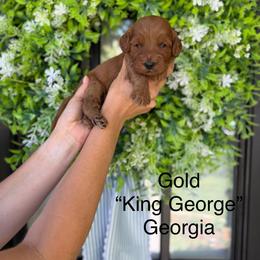 Georgia - Red  male Goldendoodle puppy in Springville, Utah from JW Doodles