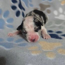 Spider Monkey - Blue merle male Border Collie puppy in Chicora, Pennsylvania from Riverwood