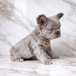 Queen - Liver female French Bulldog puppy in Plano, Illinois from Velvet Fluffy Pups