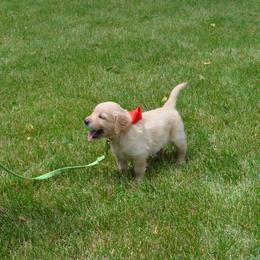 Winston (Red collar) - Golden male Golden Retriever puppy in Webster City, Iowa from Whispering Pines Precious Puppies