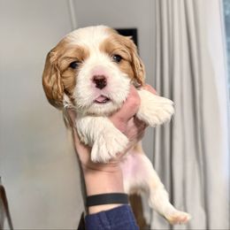 Pongo - Blenheim male Cavalier King Charles Spaniel puppy in Spokane, Washington from Treasured Cavaliers of the Pacific Northwest