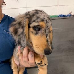 Cider - Dapple male Dachshund puppy in Cutler Bay, Florida from Dadecounty’s Dachshunds