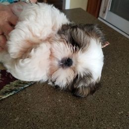 Mastiff and Shih Tzu Puppies from AKA Shih Tzu