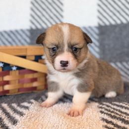 Maverick - White and fawn male Pembroke Welsh Corgi puppy in Aurora, Missouri from Sweet Peach Puppies