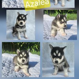 Azalea - Black and white female Alaskan Klee Kai puppy in Byron Center, Michigan from Family Friendly Labradors & Klee Kai