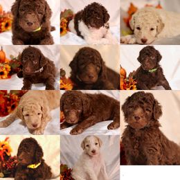 Poodle Puppies from Outlaw Canines