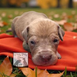 Orange - Silver female Great Dane puppy in Lore City, Ohio from Windy Ridge Danes
