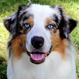 Miniature American Shepherds from April Beasley