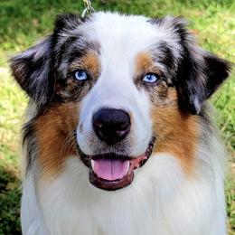 Miniature American Shepherds from April Beasley