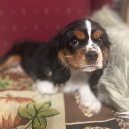 Caesar - Tri-color male Cavalier King Charles Spaniel puppy in Broken Arrow, Oklahoma from Cavalier King Charles Heartland