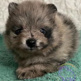 AKC NABOO - Blue merle female Pomeranian puppy in Watkins Glen, New York from Wicked Spirits Pomeranians
