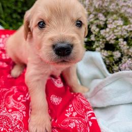 Blake - Golden male Golden Retriever puppy in Colville, Washington from Rosehaven Homestead