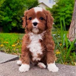 Link - Red male Cavapoo puppy in Salt Lake City, Utah from SunnySide Mini Doodles