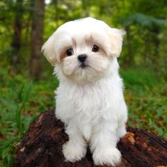 Companion Cross, Havanese, Mal-Shi, Maltese, Maltipoo, Morkie, and Shih Tzu Puppies from Seeking Shalom Acres Maltese, Maltipoos & Havamalts