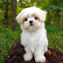 Companion Cross, Havanese, Mal-Shi, Maltese, Maltipoo, Morkie, and Shih Tzu Puppies from Seeking Shalom Acres Maltese, Maltipoos & Havamalts