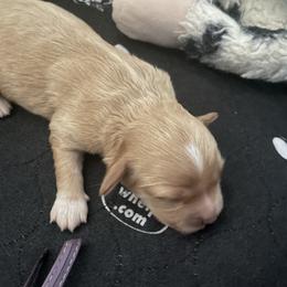 Charlee - Tan and white female Cavachon puppy in Ellenville, New York from Lindy’s Cavachons