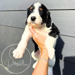 Aqua - Tri-color female Bernedoodle puppy in Rockwall, Texas from Glory Doodles