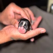 Lovie - Black and white female Shorkie puppy in Winder, Georgia from Empire Yorkies