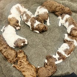 Lagotto Romagnolo Puppies from Anna’s Lagottos