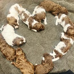 Lagotto Romagnolo Puppies from Anna’s Lagottos