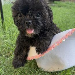 Nugget (AKA Red) - Brindle female Shih Tzu puppy in Leander, Texas from Leander Shih Tzu