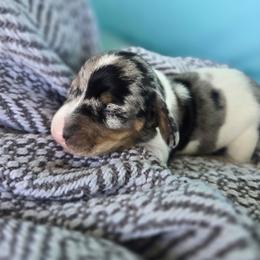 Daisy - Dapple female Dachshund puppy in Riverdale, Utah from Holly Jolly Dachshunds