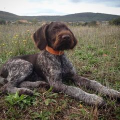 German Wirehaired Pointer Puppies from Ca’ Rigada Deutsch Drahthaar