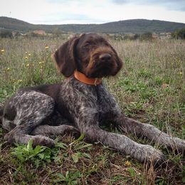 German Wirehaired Pointer Puppies from Ca’ Rigada Deutsch Drahthaar