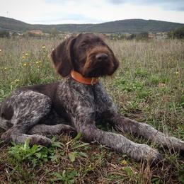 German Wirehaired Pointer Puppies from Ca’ Rigada Deutsch Drahthaar