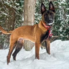 Belgian Malinois and Dutch Shepherd Puppies from Maine Working Dogs