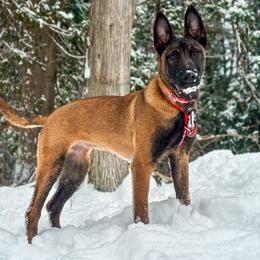 Belgian Malinois and Dutch Shepherd Puppies from Maine Working Dogs