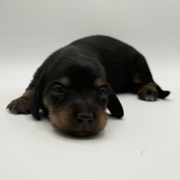 Lady 2- Russian Lines- AKC - Black and tan female Dachshund puppy in Bartlesville, Oklahoma from OkieDokieDox