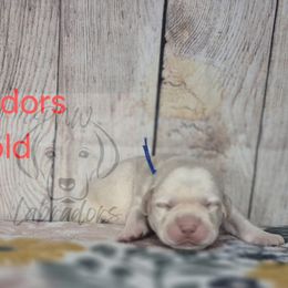 Gus - Yellow male Labrador Retriever puppy in Rogue River, Oregon from PNW Labradors