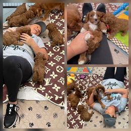 Cavapoo and Poodle Puppies from Browns Babies