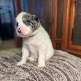 Winter - Blue merle male Australian Shepherd puppy in Columbia Falls, Montana from Firefly Horse Co Wellness Retreat Center