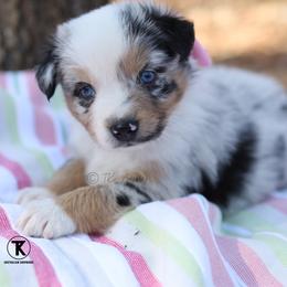 Tinsley- BMF - Blue merle female Australian Shepherd puppy in Nacogdoches, Texas from TK Standard, Mini, & Toy Aussies