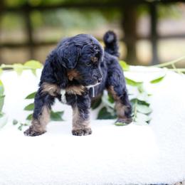 Gray collar - Tri-color male Bernedoodle puppy in Spokane, Washington from Doodle Love