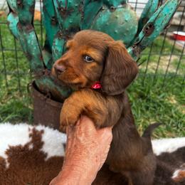 Haven - Chocolate and tan male Dachshund puppy in Carthage, Missouri from Hounds by Mishelle