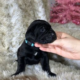 Blue collar - Black male Cane Corso puppy in Fairfield, California from Royal Class Kennels
